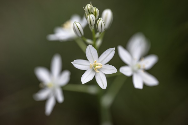 Foto - Hayvan ve bitki türlerine "nüfus sayımı" yapıldı 