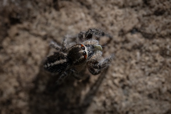 Foto - Hayvan ve bitki türlerine "nüfus sayımı" yapıldı 