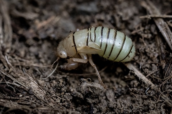 Foto - Hayvan ve bitki türlerine "nüfus sayımı" yapıldı 