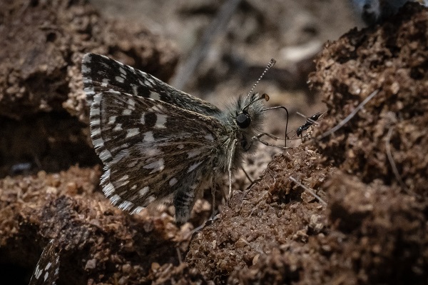 Foto - Hayvan ve bitki türlerine "nüfus sayımı" yapıldı 