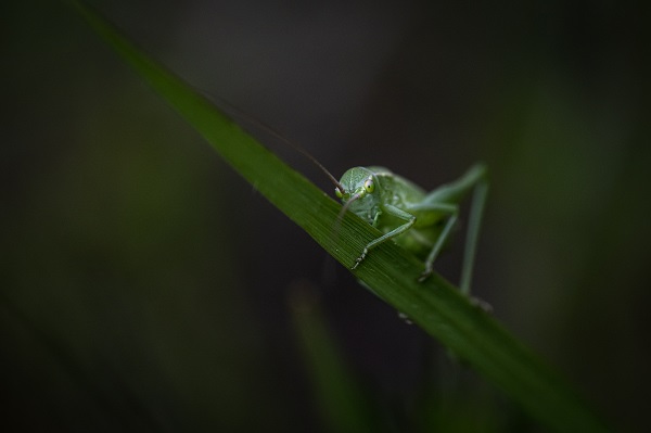 Foto - Hayvan ve bitki türlerine "nüfus sayımı" yapıldı 