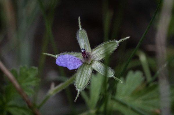 Foto - Hayvan ve bitki türlerine "nüfus sayımı" yapıldı 