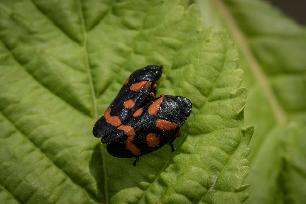 Foto - Hayvan ve bitki türlerine "nüfus sayımı" yapıldı 