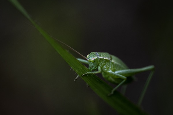 Foto - Hayvan ve bitki türlerine "nüfus sayımı" yapıldı 