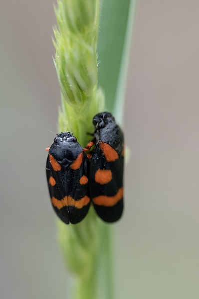 Foto - Hayvan ve bitki türlerine "nüfus sayımı" yapıldı 