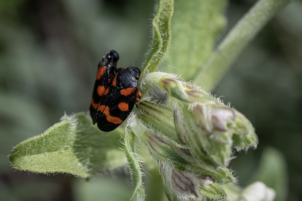 Foto - Hayvan ve bitki türlerine "nüfus sayımı" yapıldı 