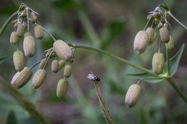 Foto - Hayvan ve bitki türlerine "nüfus sayımı" yapıldı 