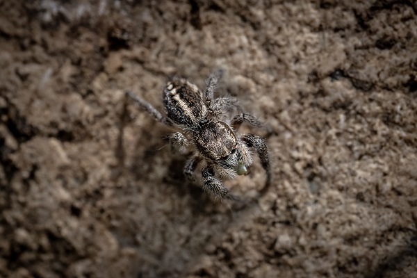Foto - Hayvan ve bitki türlerine "nüfus sayımı" yapıldı 