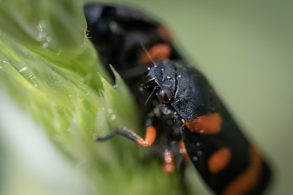 Foto - Hayvan ve bitki türlerine "nüfus sayımı" yapıldı 