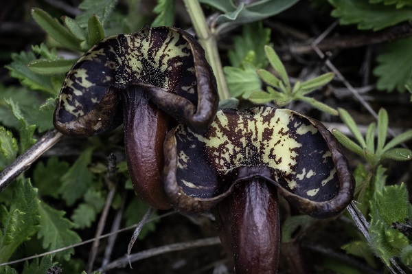 Foto - Hayvan ve bitki türlerine "nüfus sayımı" yapıldı 