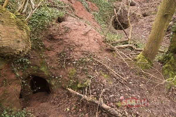Hayvan yuvası sandığı deliğin ardından çıkanlar tüyler ürpertti! İşte dünyanın konuştuğu o kareler