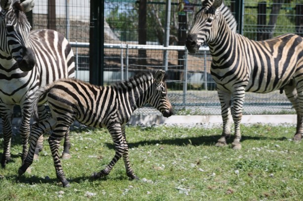 Foto - Hayvanat bahçesinin üyelerine yavru zebra da katıldı