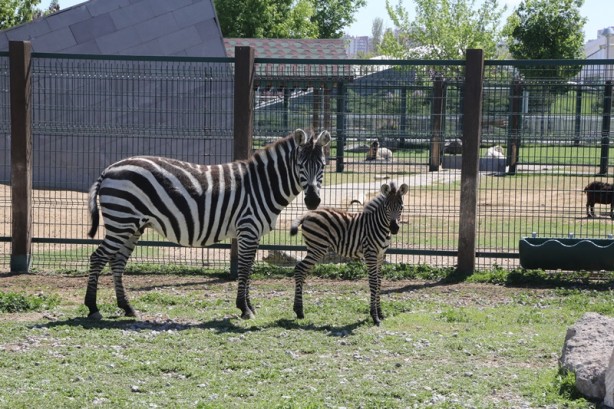 Foto - Hayvanat bahçesinin üyelerine yavru zebra da katıldı