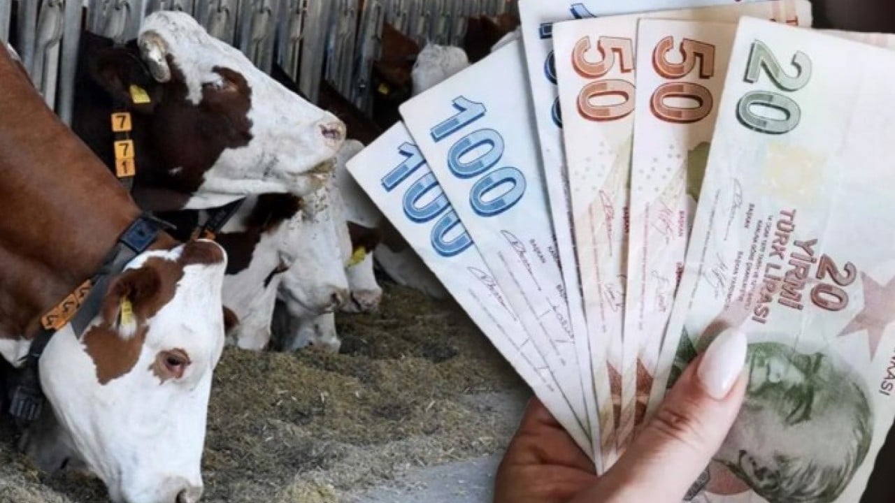 Hayvancılık desteği için son tarih açıklandı