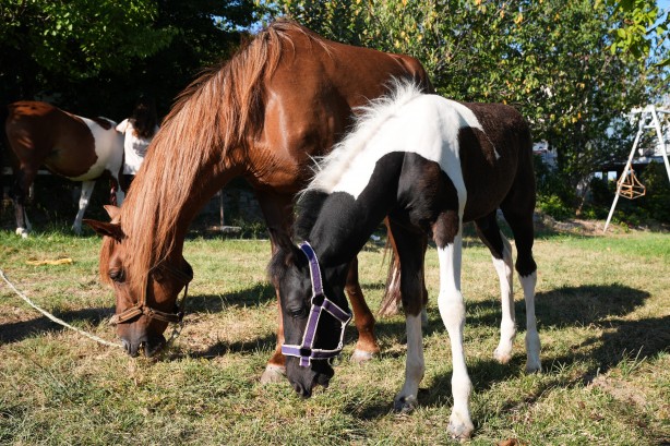 Hayvancılık için önemli adım! Türkiye'nin ilk tüp tayı görüntülendi