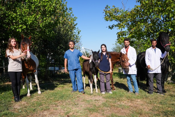 Foto - Hayvancılık için önemli adım! Türkiye'nin ilk tüp tayı görüntülendi