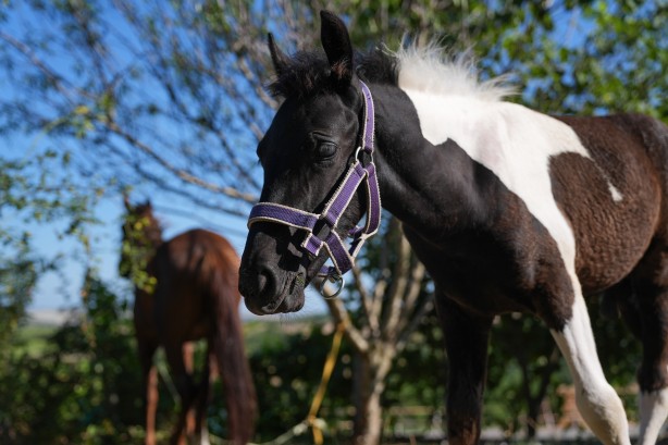 Foto - Hayvancılık için önemli adım! Türkiye'nin ilk tüp tayı görüntülendi