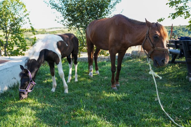 Foto - Hayvancılık için önemli adım! Türkiye'nin ilk tüp tayı görüntülendi