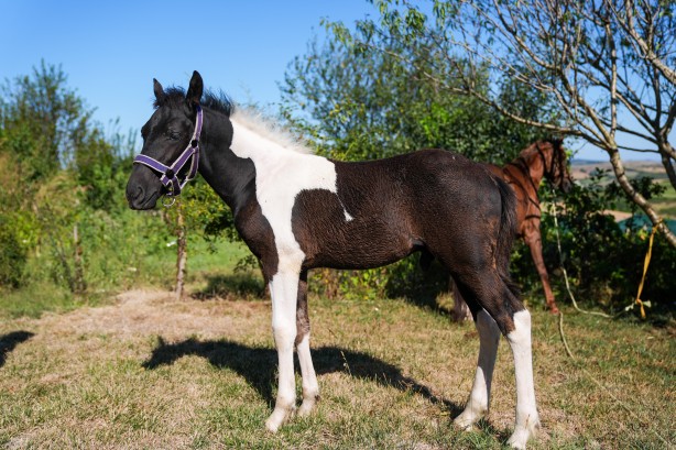 Foto - Hayvancılık için önemli adım! Türkiye'nin ilk tüp tayı görüntülendi
