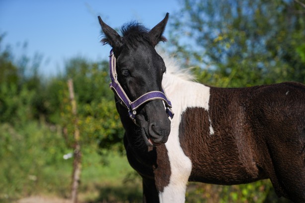 Foto - Hayvancılık için önemli adım! Türkiye'nin ilk tüp tayı görüntülendi