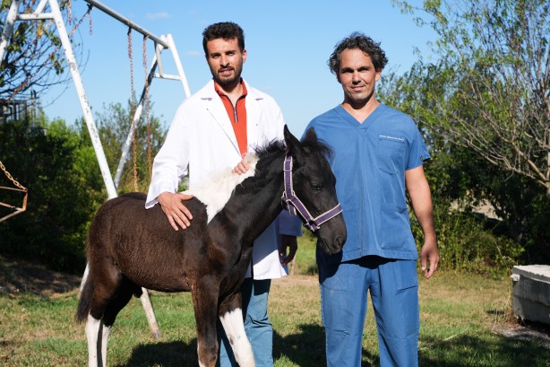 Foto - Hayvancılık için önemli adım! Türkiye'nin ilk tüp tayı görüntülendi