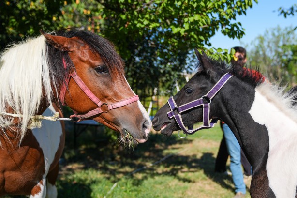 Foto - Hayvancılık için önemli adım! Türkiye'nin ilk tüp tayı görüntülendi