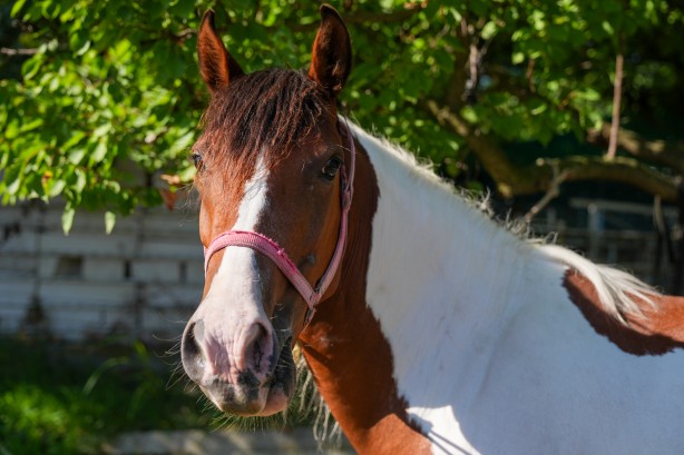 Foto - Hayvancılık için önemli adım! Türkiye'nin ilk tüp tayı görüntülendi