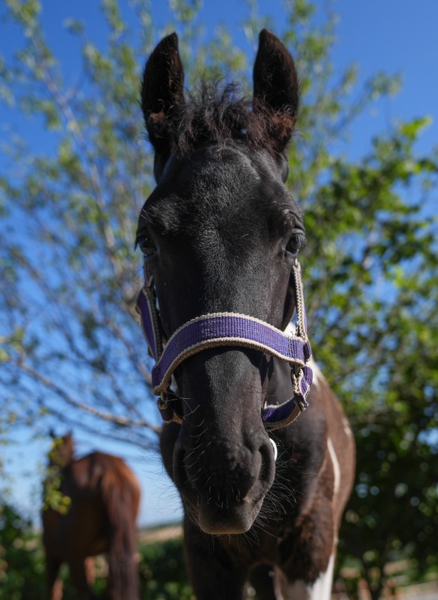 Foto - Hayvancılık için önemli adım! Türkiye'nin ilk tüp tayı görüntülendi