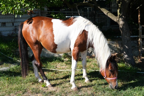Foto - Hayvancılık için önemli adım! Türkiye'nin ilk tüp tayı görüntülendi