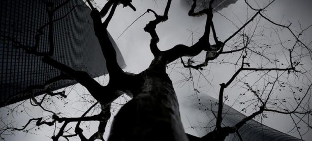 Foto - Hayvandan insana geçiyor! Beyni istila edip öldürüyor