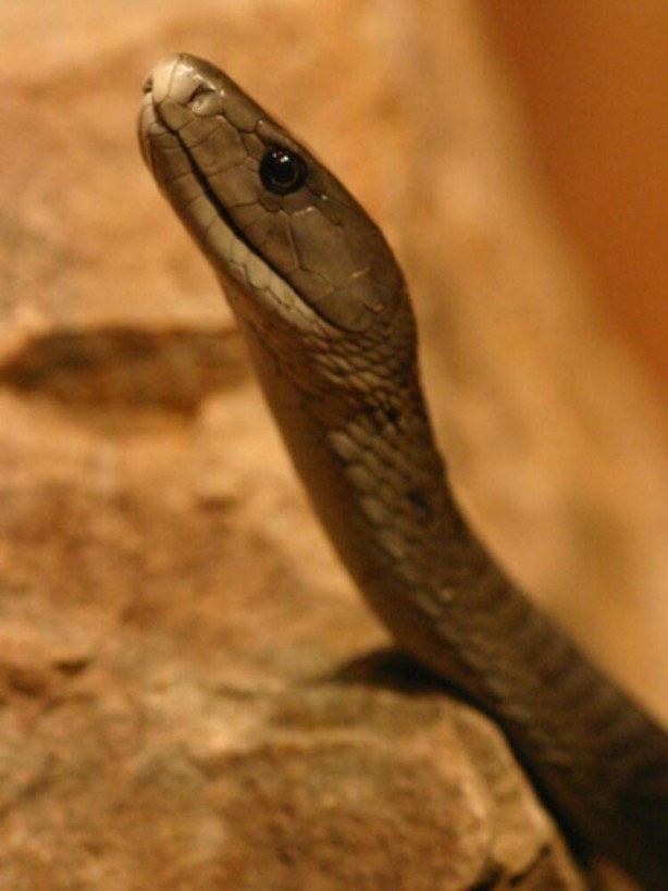 Foto - Hayvandan insana geçiyor! Beyni istila edip öldürüyor