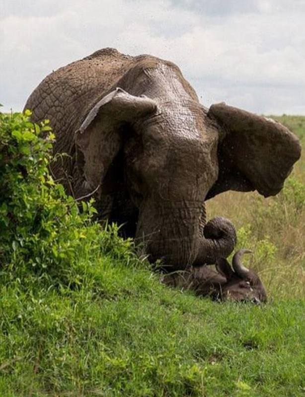 Foto - Hayvanlar aleminden ilginç görüntüler
