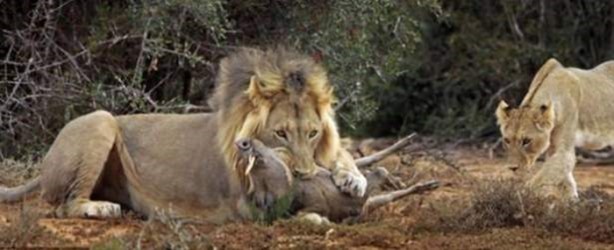 Foto - Hayvanlar aleminden ilginç görüntüler