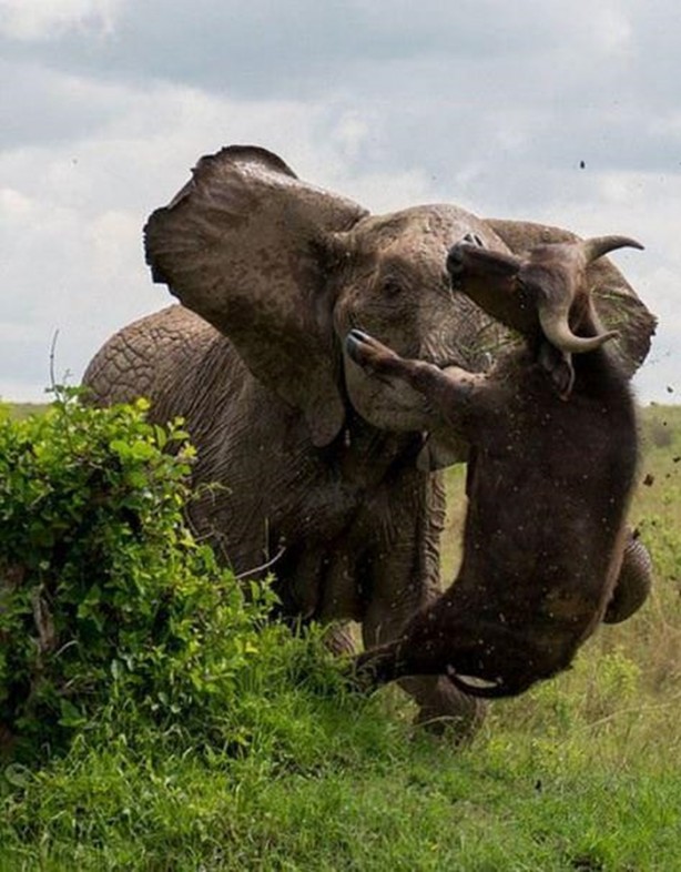 Foto - Hayvanlar aleminden ilginç görüntüler
