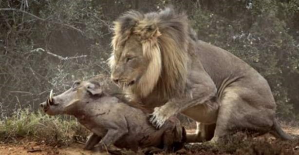 Foto - Hayvanlar aleminden ilginç görüntüler