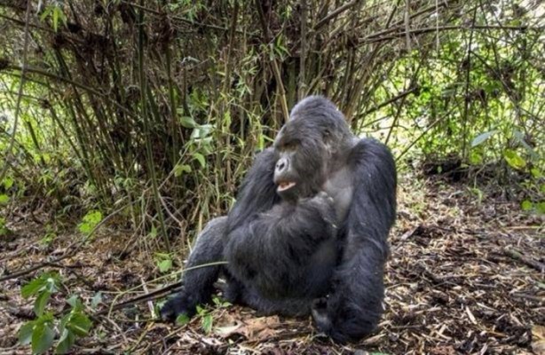 Foto - Hayvanlar aleminden inanılmaz anlar