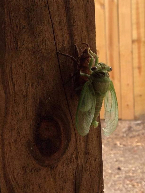 Foto - Hayvanlar aleminden inanılmaz anlar
