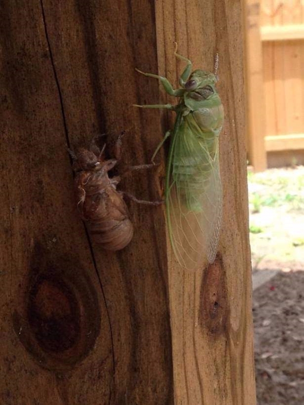 Foto - Hayvanlar aleminden inanılmaz anlar