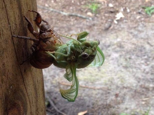 Foto - Hayvanlar aleminden inanılmaz anlar