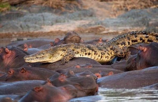 Foto - Hayvanlar aleminden inanılmaz anlar