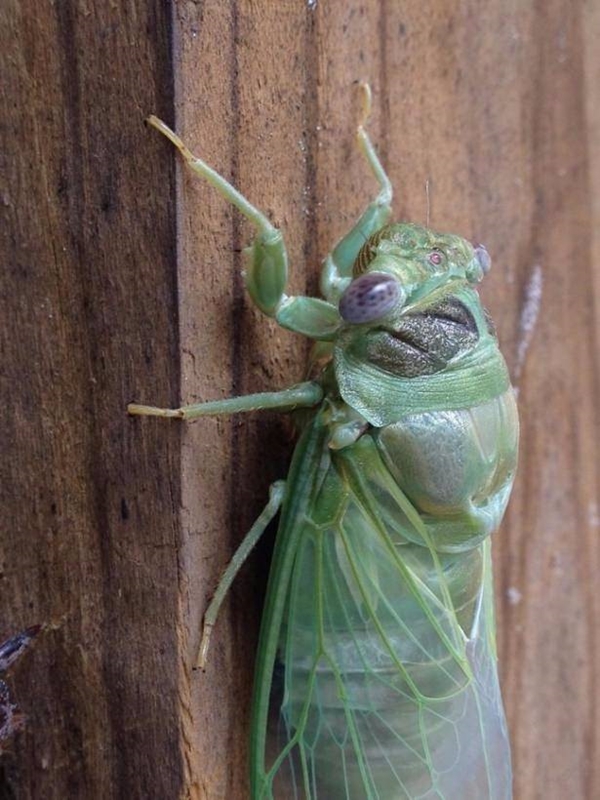 Foto - Hayvanlar aleminden inanılmaz anlar