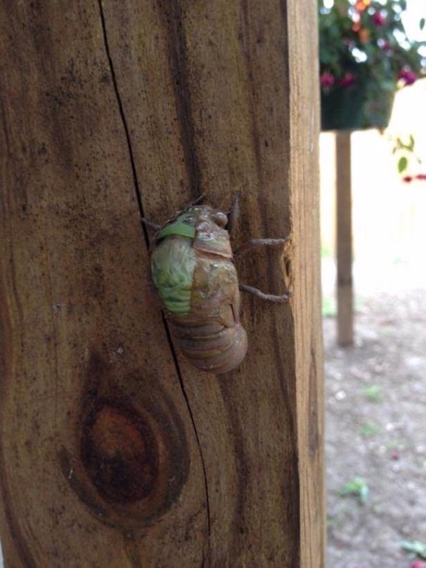Foto - Hayvanlar aleminden inanılmaz anlar