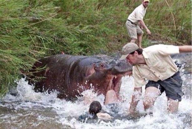 Foto - Hayvanlar aleminden inanılmaz anlar