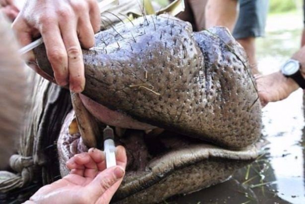 Foto - Hayvanlar aleminden inanılmaz anlar