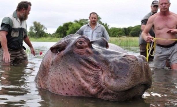Foto - Hayvanlar aleminden inanılmaz anlar