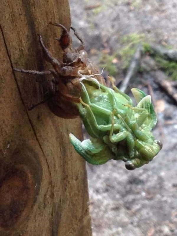 Foto - Hayvanlar aleminden inanılmaz anlar