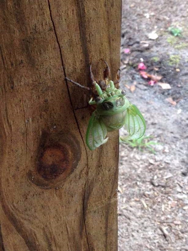 Foto - Hayvanlar aleminden inanılmaz anlar