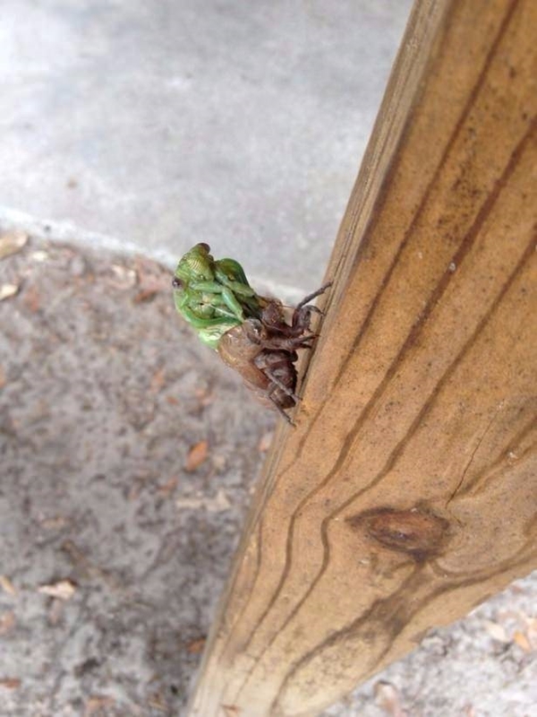 Foto - Hayvanlar aleminden inanılmaz anlar