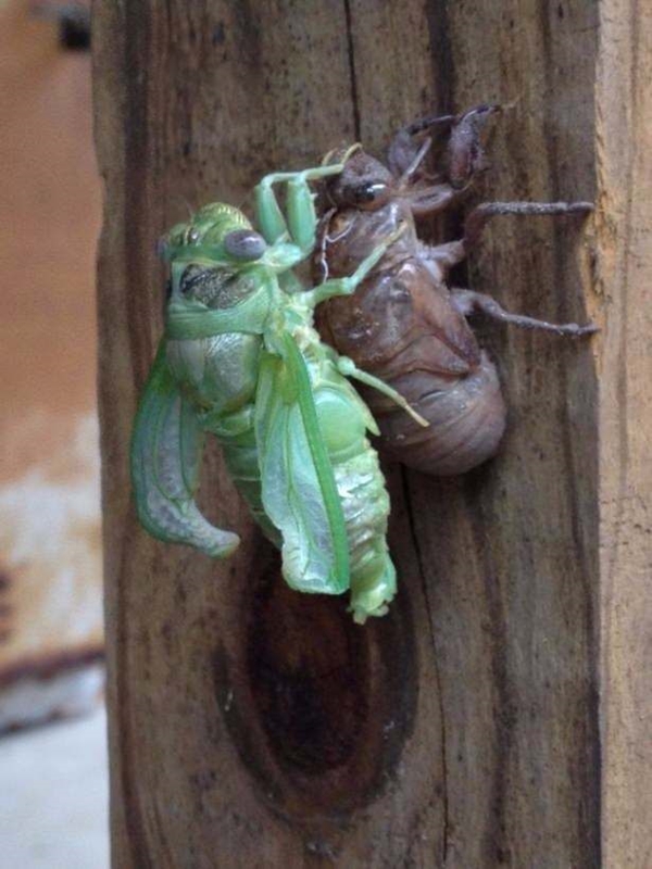 Foto - Hayvanlar aleminden inanılmaz anlar