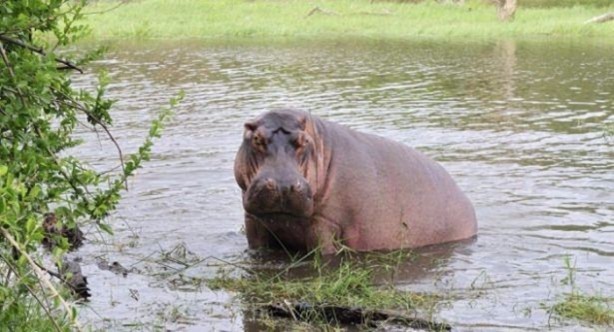 Foto - Hayvanlar aleminden inanılmaz anlar